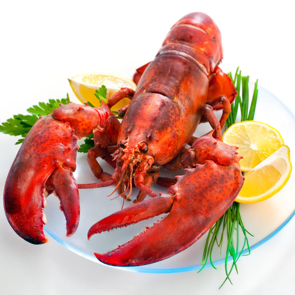 Lobsters May Hold a Key To The Fountain of Youth